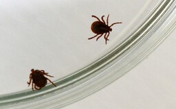 Klíšťat se už zřejmě nebudeš muset bát. Vědci vyvinuli vakcínu proti lymské borelióze
