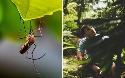 Klíště nevytáčej ani nenatírej, komáry přitahují i ​​barvy. Experti radí, jak zatočit s nepříjemným hmyzem