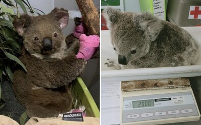 Koaly zranené pri lesných požiaroch v Austrálii už vypúšťajú naspäť do voľnej prírody Koaly zranené pri lesných požiaroch v Austrálii už vypúšťajú naspäť do voľnej prírody