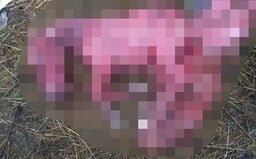 Klisna na Silvestra potratila hříbě kvůli ohňostrojům. Hluk nad ohradou skončil ztrátou mláděte