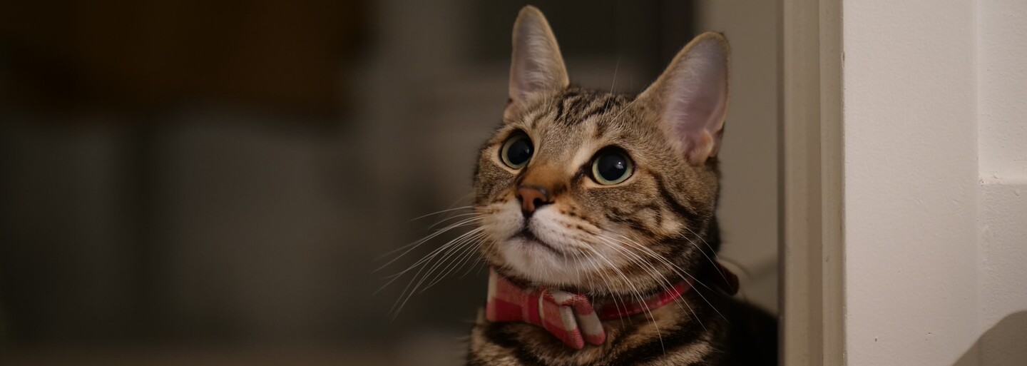 Kočky jsou nebezpečný invazivní druh, zní z Polské akademie věd