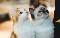Kočky, které spolu žijí, se znají jménem, ukázala studie