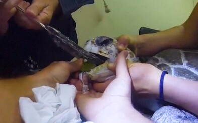 Korytnačke museli z krku vytiahnuť kus igelitovej tašky. Aktuálne bojuje o život Korytnačke museli z krku vytiahnuť kus igelitovej tašky. Aktuálne bojuje o život