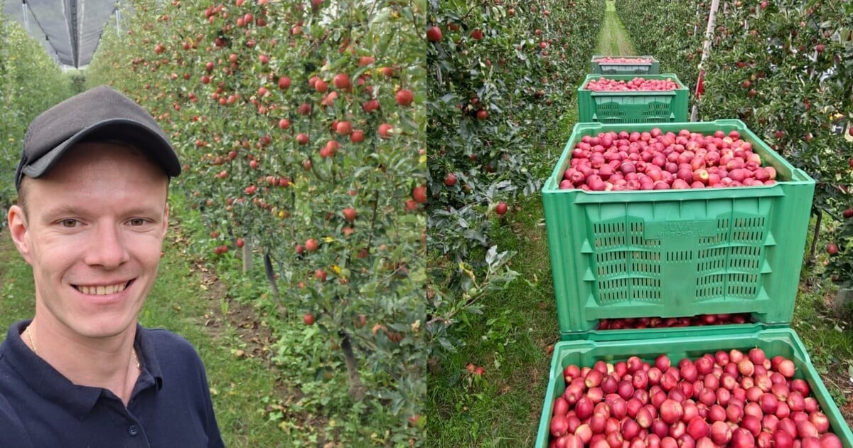 Jan byl na brigádě sbírat jablka v Itálii: Pracoval jsem 22 dní bez volna, ale za ty peníze bych se tam vrátil