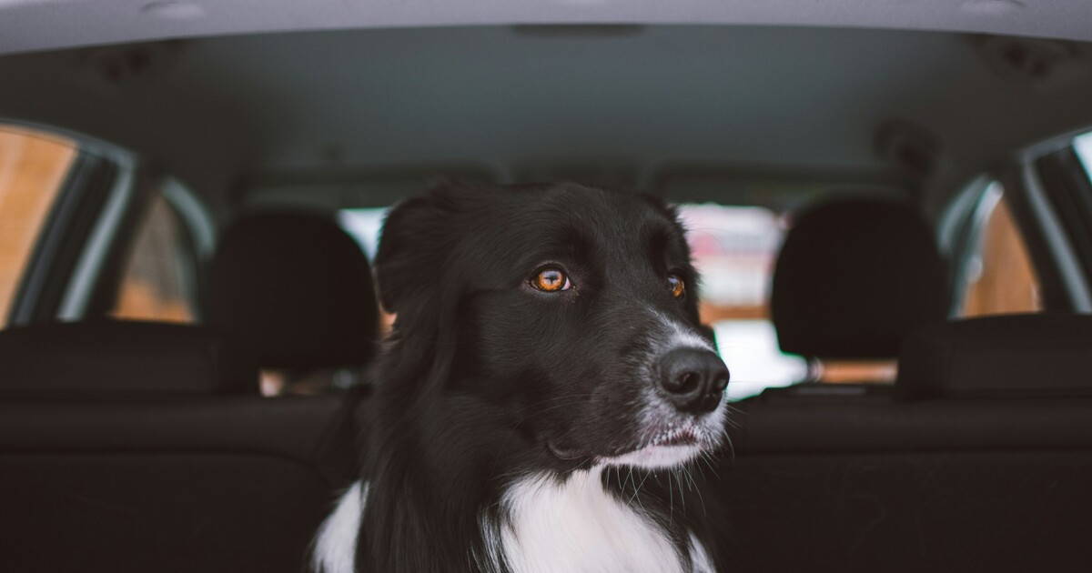 TABULKA: Pejskům v autě stačí pár minut a jde o život. Riziková teplota přichází rychle