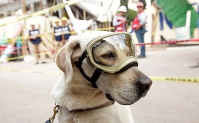 Labrador Frida zachraňuje ľudské životy. Fenka pomohla nájsť v ruinách budov už 12 odsúdených na smrť Labrador Frida zachraňuje ľudské životy. Fenka pomohla nájsť v ruinách budov už 12 odsúdených na smrť