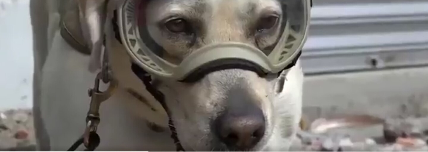Labrador Frida zachraňuje ľudské životy. Fenka pomohla nájsť v ruinách budov už 12 odsúdených na smrť