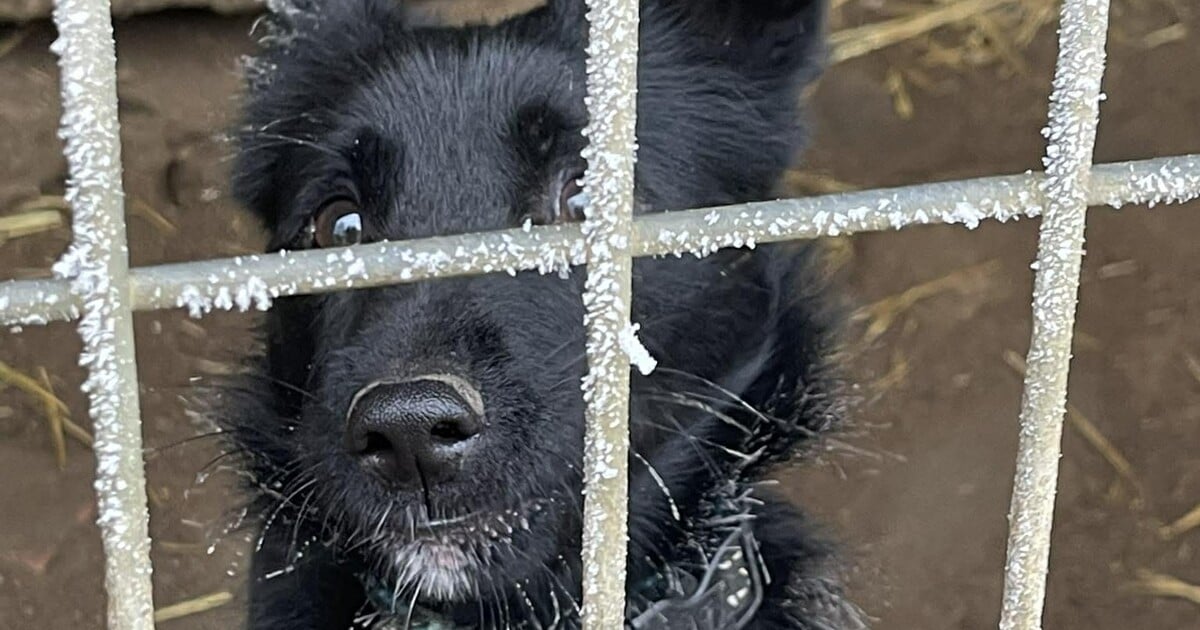 Proti psímu koncentráku se bude o víkendu demonstrovat. Na záchranu čeká kolem 50 psů