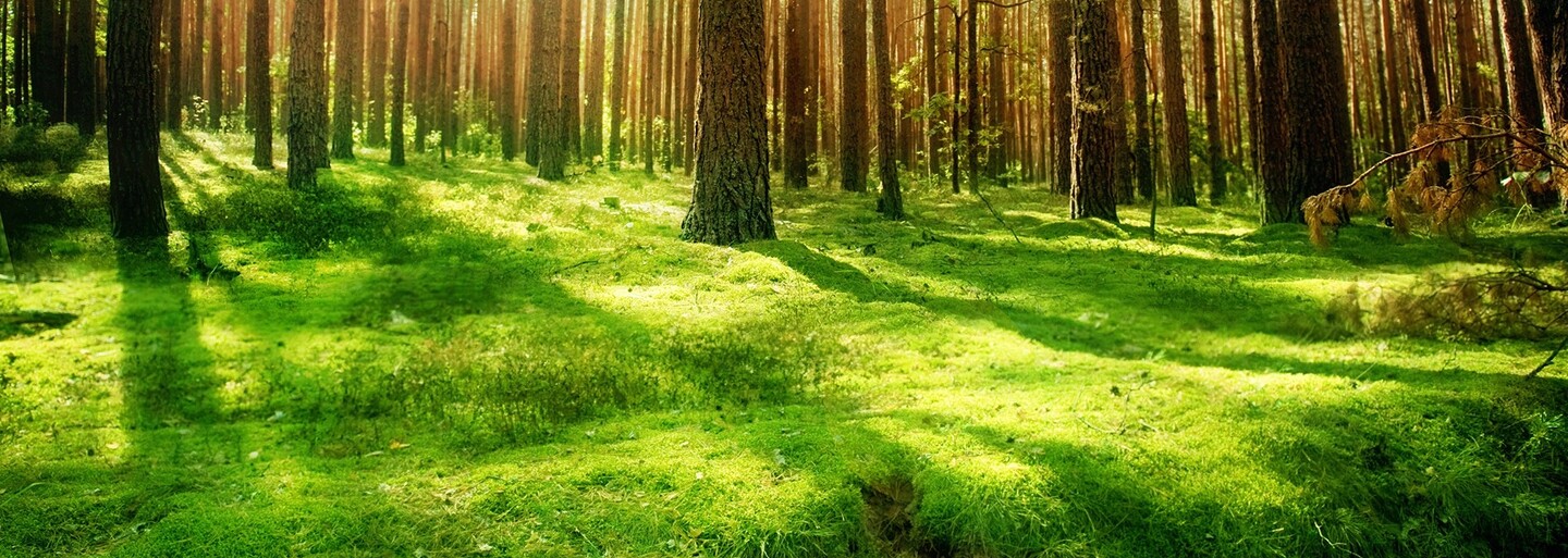 Len 19-ročný Felix úspešne kráča za cieľom zasadiť 1000000000000 stromov. Tínedžer zachraňuje našu planétu už odmalička