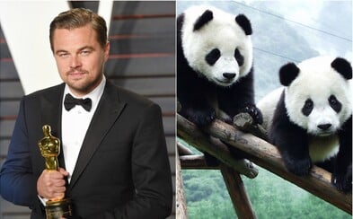 Leo konečne s Oscarom, panda veľká nie je ohrozený druh a vyvinuli sme vakcínu proti ebole. Rok 2016 nakoniec nebol vôbec takým zlým Leo konečne s Oscarom, panda veľká nie je ohrozený druh a vyvinuli sme vakcínu proti ebole. Rok 2016 nakoniec nebol vôbec takým zlým