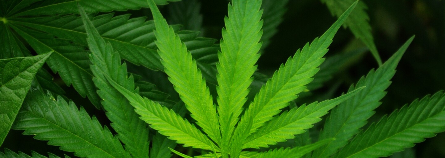 Lepší turizmus, nové podnikateľské príležitosti aj viac daní. 7 dôvodov, prečo na Slovensku legalizovať marihuanu