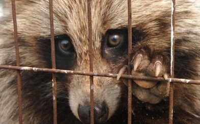 Likvidace kožešinových farem v Česku se neposune. Senát schválil jejich úplné vymizení na leden 2019 Likvidace kožešinových farem v Česku se neposune. Senát schválil jejich úplné vymizení na leden 2019