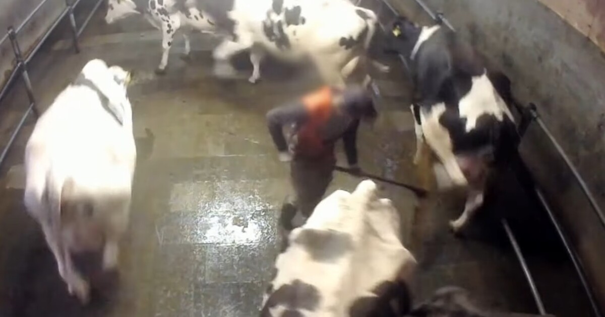 „Jsme zděšeni.“ Nové video ukazuje kruté zacházení se zvířaty v českých kravínech, Mlékárna Hlinsko záběry odsoudila