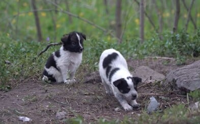 Lidé zachraňují radioaktivní psy z Černobylu. Po dekontaminaci si je můžeš adoptovat Lidé zachraňují radioaktivní psy z Černobylu. Po dekontaminaci si je můžeš adoptovat