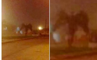Lidé zachytili v ulicích Phoenixu démona. Neznámý tvor přišel oslavit nový rok, i když se z něj vyklubala jen palma Lidé zachytili v ulicích Phoenixu démona. Neznámý tvor přišel oslavit nový rok, i když se z něj vyklubala jen palma