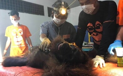 Lidská krutost nezná hranic: Na jednoho orangutana vystřelili 130krát a zaútočili mačetou, dalšímu usekli hlavu Lidská krutost nezná hranic: Na jednoho orangutana vystřelili 130krát a zaútočili mačetou, dalšímu usekli hlavu