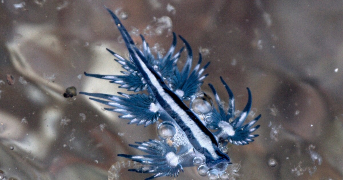 Vypadá nádherně, ale je silně jedovatý. Španělské úřady varují turisty před „modrým drakem“