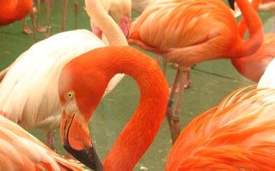 Malí chlapci v jihlavské zoo ukamenovali a ukopali plameňáka k smrti. Po zadržení prý neprojevili ani kousek lítosti Malí chlapci v jihlavské zoo ukamenovali a ukopali plameňáka k smrti. Po zadržení prý neprojevili ani kousek lítosti