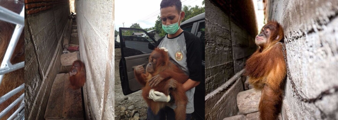 Malý orangutan Mingky strávil rok priviazaný k stene. Musí objímať samého seba, aby vôbec zaspal