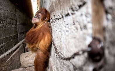 Malý orangutan Mingky strávil rok přivázaný ke stěně. Musí objímat sám sebe, aby vůbec usnul Malý orangutan Mingky strávil rok přivázaný ke stěně. Musí objímat sám sebe, aby vůbec usnul