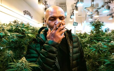 Marihuana už nebude na seznamu nejnebezpečnějších drog, rozhodlo OSN Marihuana už nebude na seznamu nejnebezpečnějších drog, rozhodlo OSN