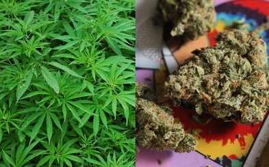 Medicínska marihuana nepredstavuje pre ľudí žiadne riziko, vyhlásila Svetová zdravotnícka organizácia. Tabu sa konečne prelomilo Medicínska marihuana nepredstavuje pre ľudí žiadne riziko, vyhlásila Svetová zdravotnícka organizácia. Tabu sa konečne prelomilo