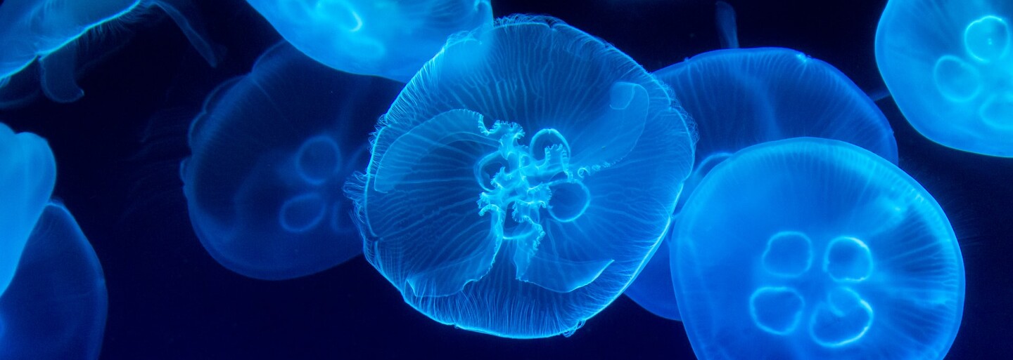 Medúzy v Chorvatsku: Pobřeží je plné medúz, které komplikují vstup do moře. Turistická sezóna by mohla být v ohrožení