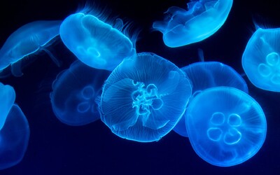 Medúzy v Chorvatsku: Pobřeží je plné medúz, které komplikují vstup do moře. Turistická sezóna by mohla být v ohrožení