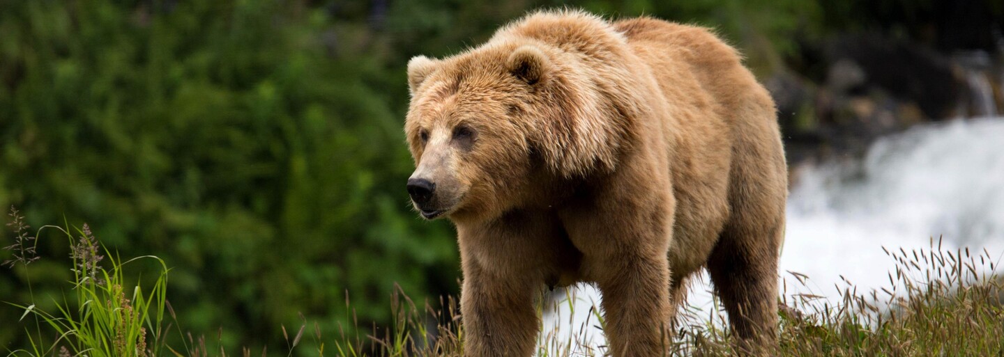 Medveď hnedý je z 90 % vegetarián. Človek nie je jeho korisťou, hovorí šéf zásahového tímu (Rozhovor)