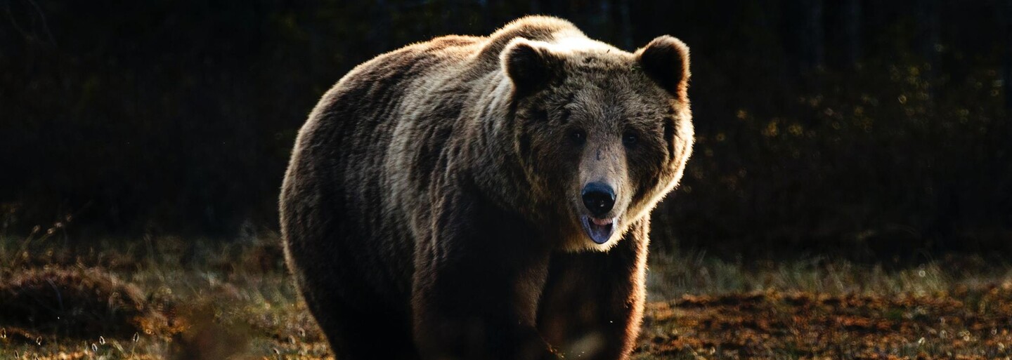 Medveď lesnému pracovníkovi nevyhryzol stehno. Bol to hoax
