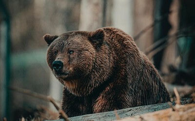 Medveď lesnému pracovníkovi nevyhryzol stehno. Bol to hoax