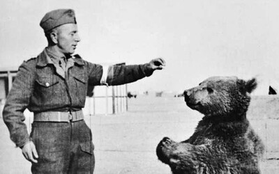 Medvěd Wojtek byl vojenským důstojníkem, nosil dělostřelecké granáty a pil pivo. Spojencům pomohl vyhrát bitvu u Monte Cassina