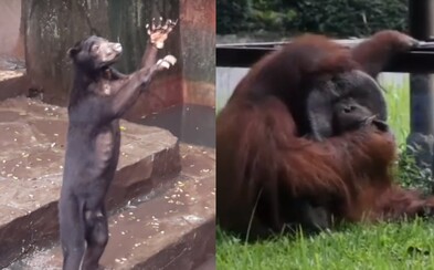 Medvědi hladoví a turisty prosí o jídlo, orangutani kouří. V indonéské zoo prožívají zvířata smutné i hrozivé chvíle Medvědi hladoví a turisty prosí o jídlo, orangutani kouří. V indonéské zoo prožívají zvířata smutné i hrozivé chvíle
