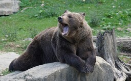 Medvědi v hradních příkopech trpí, míní obránci. Podle chovatelů je všechno v pořádku. Hlasuj v anketě, co si myslíš ty
