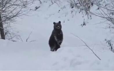 Medveďovi sa na rozkošnom videu milo prihovára lesník. Posiela ho spať, na čo mu zviera akoby odpovedalo Medveďovi sa na rozkošnom videu milo prihovára lesník. Posiela ho spať, na čo mu zviera akoby odpovedalo