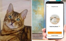 Tato aplikace ti přeloží mňoukání tvé kočky do lidské řeči