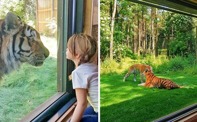 Miesto, kde sa pár centimetrov od teba prechádzajú obrovské tigre. Anglické safari najnovšie ponúka možnosť stráviť pri nich aj noc Miesto, kde sa pár centimetrov od teba prechádzajú obrovské tigre. Anglické safari najnovšie ponúka možnosť stráviť pri nich aj noc