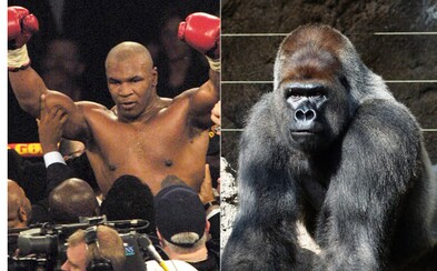 Mike Tyson se chtěl jednou poprat s gorilou. Zoologické zahradě nabídl 10 tisíc dolarů, aby ji mohl potrestat za šikanu Mike Tyson se chtěl jednou poprat s gorilou. Zoologické zahradě nabídl 10 tisíc dolarů, aby ji mohl potrestat za šikanu