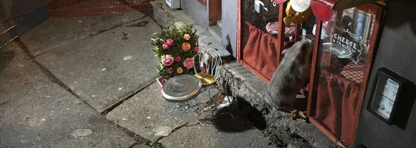 Miniatúrne obchodíky pre švédske myši plné syrov a iných dobrôt nalákajú každého hlodavca