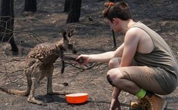 Mláďa kengury prišlo požiadať o pomoc tínedžera po tom, čo takmer zhorelo v austrálskych požiaroch