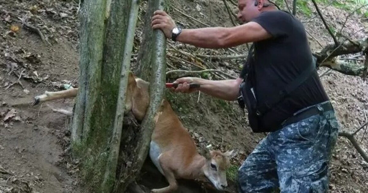 FOTO: Bába pod kořenem má čtyřnohého následovníka. Tentokrát se zaseklo mládě muflona
