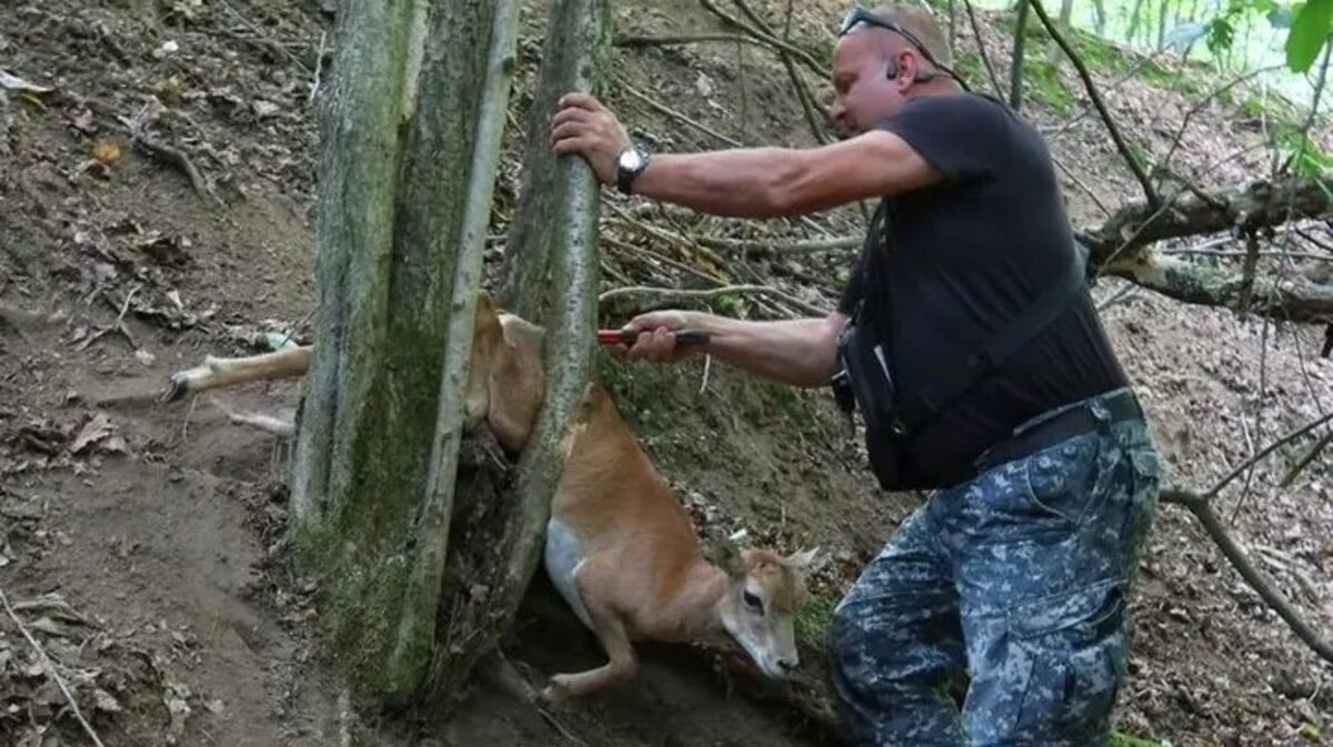 Muflon se zasekl v lískovém keři