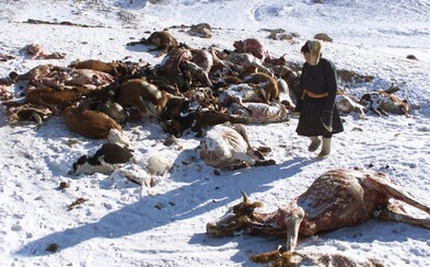 Mongolsko zasáhne přírodní katastrofa. 56 stupňů pod nulou a úhyn dobytka kočovnému životu neprospívá Mongolsko zasáhne přírodní katastrofa. 56 stupňů pod nulou a úhyn dobytka kočovnému životu neprospívá