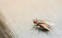Mouchy zvrací na naše jídlo, varují vědci. Představují větší zdravotní riziko než komáři