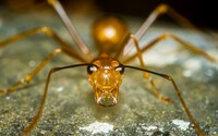 Mravenci napadli brazilské spisovatelce čtečku knih. Nakoupili na Amazonu několik titulů