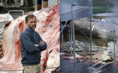 Multimilionár ulovil veľrybu a prisľúbil, že do konca leta zabije ďalších 150. Ich mäso pritom ani nemôže predávať Multimilionár ulovil veľrybu a prisľúbil, že do konca leta zabije ďalších 150. Ich mäso pritom ani nemôže predávať