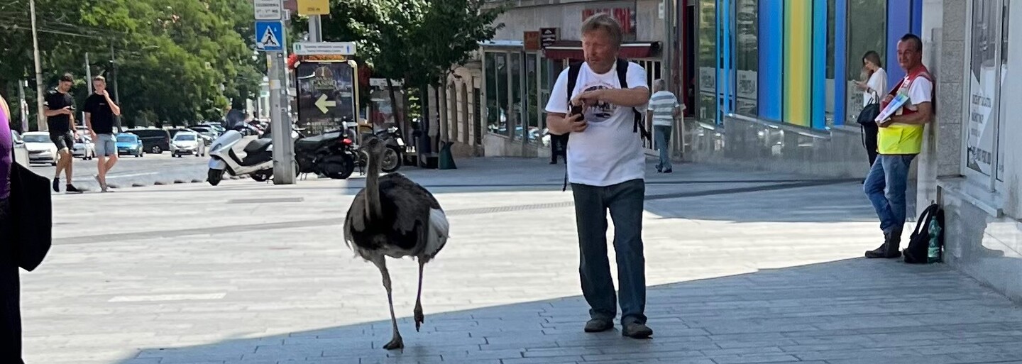 Muž venčil v centre Bratislavy vtáka nandu. Žiadny z oslovených úradov nám nevedel povedať, či mal byť aspoň na vôdzke