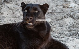 Na dokonalú fotku čakal skoro týždeň. Podaril sa mu ohromujúci záber leoparda a čierneho pantera
