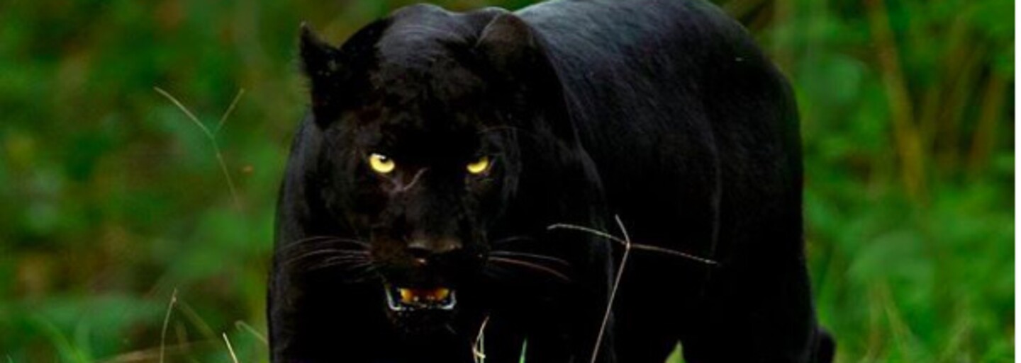 Na dokonalou fotku čekal skoro týden. Podařil se mu ohromující záběr leoparda a černého pantera