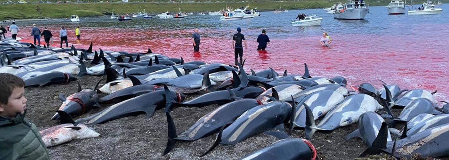 In the Faroe Islands, they killed 1,428 dolphins in shallow water.  The ominous tradition has once again provoked a wave of criticism